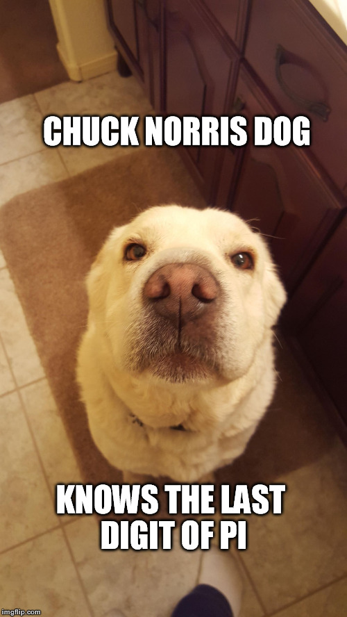Chuck Norris Dog | CHUCK NORRIS DOG; KNOWS THE LAST DIGIT OF PI | image tagged in memes,chuck norris | made w/ Imgflip meme maker