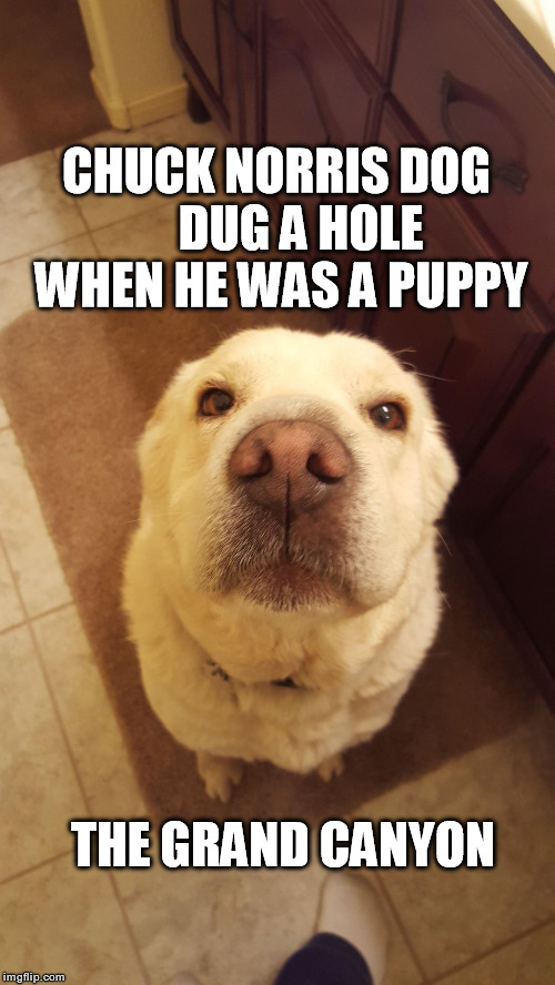 Chuck Norris Dog | CHUCK NORRIS DOG     DUG A HOLE WHEN HE WAS A PUPPY; THE GRAND CANYON | image tagged in memes,chuck norris | made w/ Imgflip meme maker