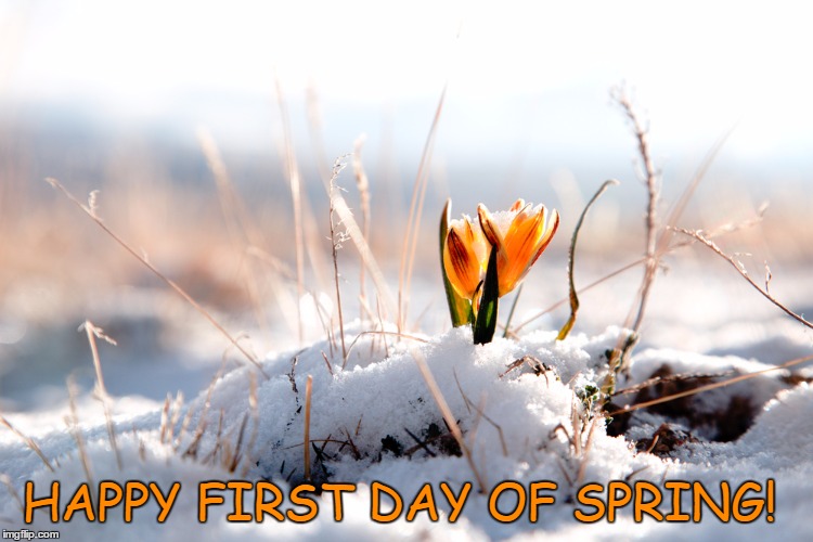 HAPPY FIRST DAY OF SPRING! | image tagged in spring | made w/ Imgflip meme maker