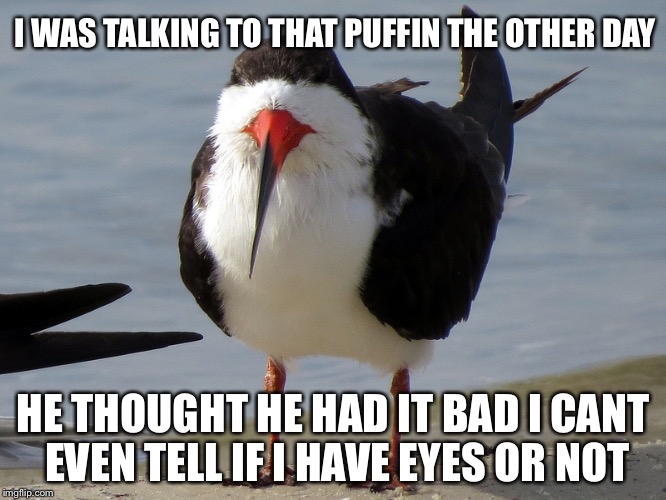 Even Less Popular Opinion Bird | I WAS TALKING TO THAT PUFFIN THE OTHER DAY HE THOUGHT HE HAD IT BAD I CANT EVEN TELL IF I HAVE EYES OR NOT | image tagged in even less popular opinion bird | made w/ Imgflip meme maker