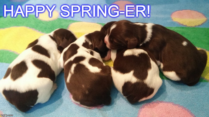 HAPPY SPRING-ER! | image tagged in puppies,springer,spaniel,dogs | made w/ Imgflip meme maker