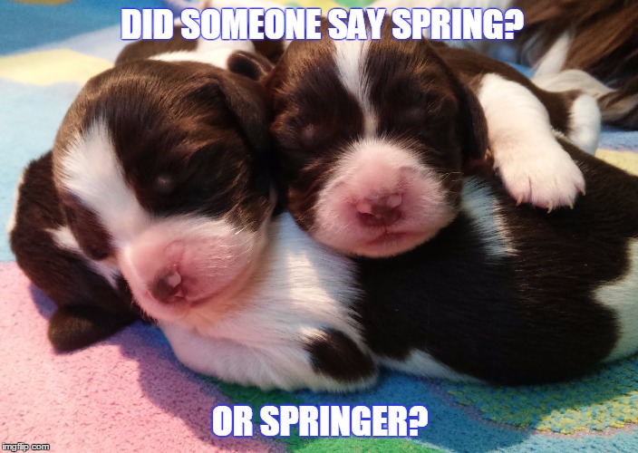 Spring or Springer? | DID SOMEONE SAY SPRING? OR SPRINGER? | image tagged in puppies,dogs,springer,spaniel | made w/ Imgflip meme maker