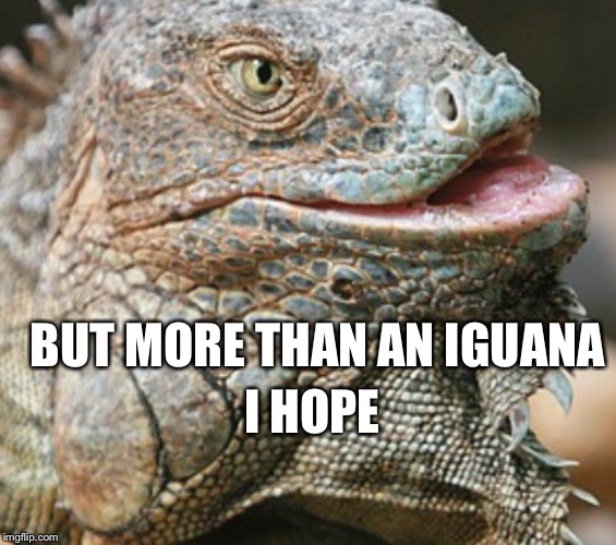 Iguana | BUT MORE THAN AN IGUANA I HOPE | image tagged in iguana | made w/ Imgflip meme maker