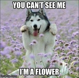 Flower-Dog | YOU CAN'T SEE ME; I'M A FLOWER | image tagged in memes,funny,dog,flower,you cant see me | made w/ Imgflip meme maker
