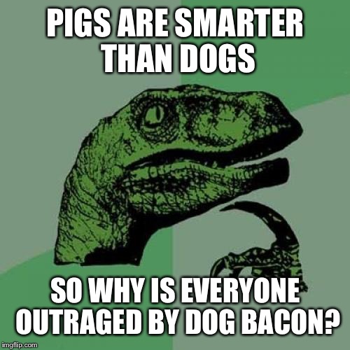 DBLT? | PIGS ARE SMARTER THAN DOGS SO WHY IS EVERYONE OUTRAGED BY DOG BACON? | image tagged in memes,philosoraptor,dogs | made w/ Imgflip meme maker