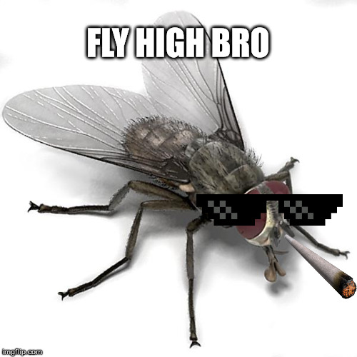 FLY HIGH BRO | made w/ Imgflip meme maker