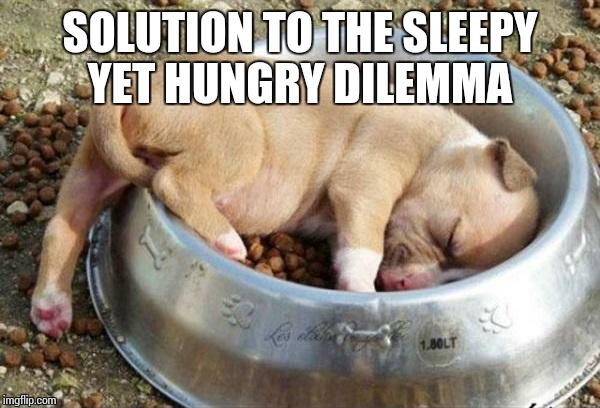 sleeping puppy | SOLUTION TO THE SLEEPY YET HUNGRY DILEMMA | image tagged in sleeping puppy | made w/ Imgflip meme maker