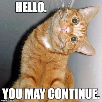 Cat that stares into your soul | HELLO. YOU MAY CONTINUE. | image tagged in cat that stares into your soul | made w/ Imgflip meme maker