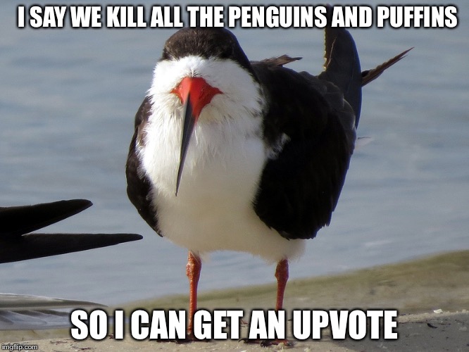 Kill All Puffins and Penguins | I SAY WE KILL ALL THE PENGUINS AND PUFFINS; SO I CAN GET AN UPVOTE | image tagged in even less popular opinion bird,memes,unpopular opinion puffin,penguins | made w/ Imgflip meme maker