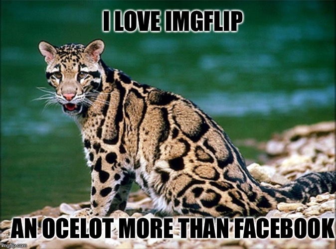 SITTING OCELOT BY WATER | I LOVE IMGFLIP; AN OCELOT MORE THAN FACEBOOK | image tagged in sitting ocelot by water | made w/ Imgflip meme maker