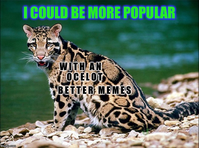 SITTING OCELOT BY WATER | I COULD BE MORE POPULAR; W I T H   A N     O C E L O T; B E T T E R   M E M E S | image tagged in sitting ocelot by water | made w/ Imgflip meme maker