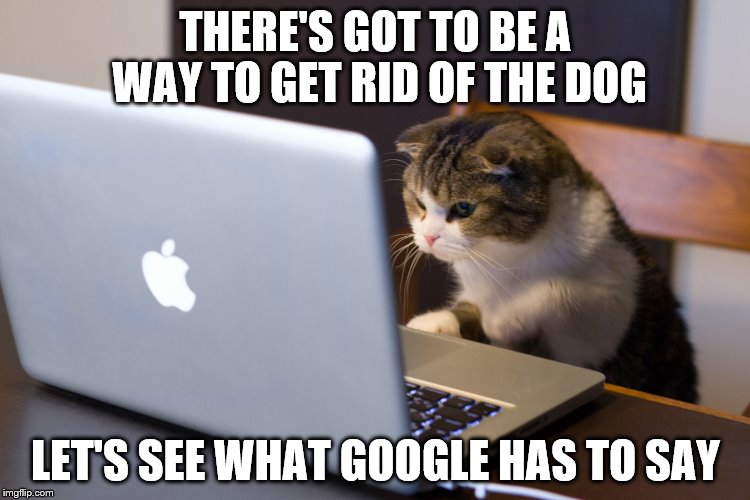 What Does Google Have to Say | THERE'S GOT TO BE A WAY TO GET RID OF THE DOG; LET'S SEE WHAT GOOGLE HAS TO SAY | image tagged in working cat | made w/ Imgflip meme maker