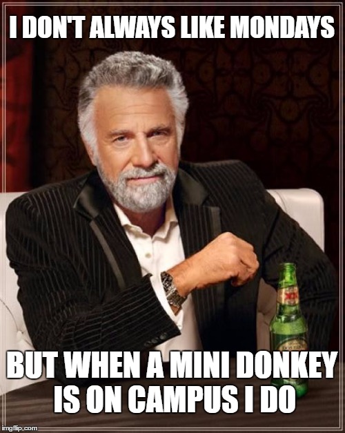 The Most Interesting Man In The World | I DON'T ALWAYS LIKE MONDAYS; BUT WHEN A MINI DONKEY IS ON CAMPUS I DO | image tagged in memes,the most interesting man in the world | made w/ Imgflip meme maker