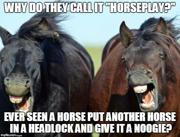 Horses | WHY DO THEY CALL IT "HORSEPLAY?"; EVER SEEN A HORSE PUT ANOTHER HORSE IN A HEADLOCK AND GIVE IT A NOOGIE? | image tagged in horses | made w/ Imgflip meme maker