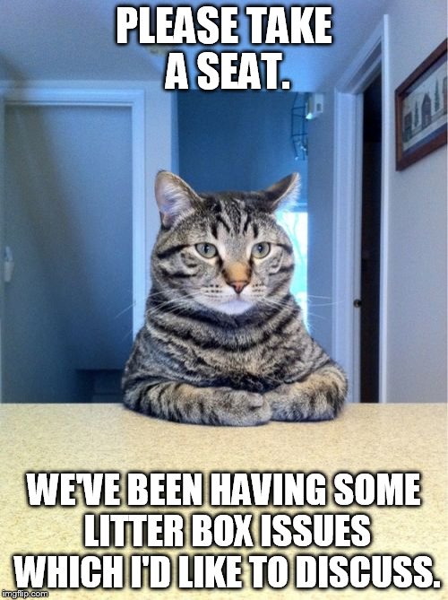 Take A Seat Cat Meme | PLEASE TAKE A SEAT. WE'VE BEEN HAVING SOME LITTER BOX ISSUES WHICH I'D LIKE TO DISCUSS. | image tagged in memes,take a seat cat | made w/ Imgflip meme maker