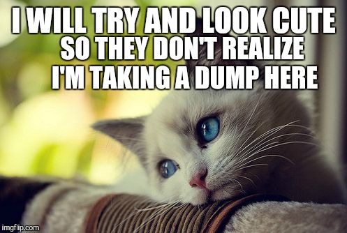 Sneaky kitty | I WILL TRY AND LOOK CUTE; SO THEY DON'T REALIZE I'M TAKING A DUMP HERE | image tagged in memes,first world problems cat,taking a dump | made w/ Imgflip meme maker