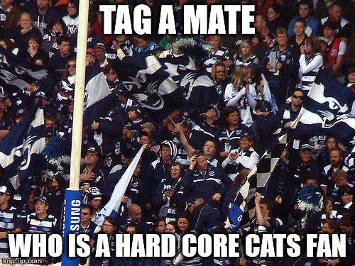 geelong cats | TAG A MATE; WHO IS A HARD CORE CATS FAN | image tagged in afl | made w/ Imgflip meme maker