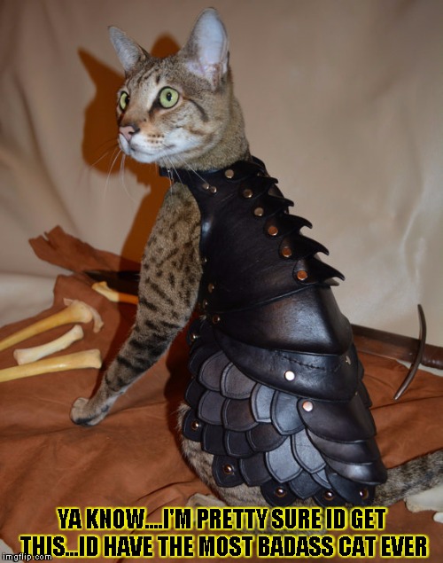 Armored cat | YA KNOW....I'M PRETTY SURE ID GET THIS...ID HAVE THE MOST BADASS CAT EVER | image tagged in funny,cats,memes,armor | made w/ Imgflip meme maker