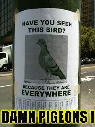 Damn Pigeons  | DAMN PIGEONS ! | image tagged in funny,pigeons,memes,signs/billboards | made w/ Imgflip meme maker