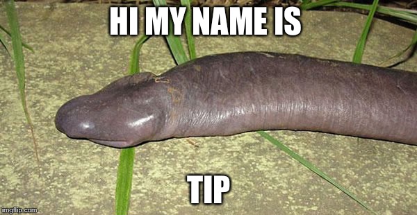 HI MY NAME IS TIP | image tagged in bad pun eel | made w/ Imgflip meme maker
