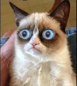 High Quality Grumpy Cat Shocked Blank Meme Template