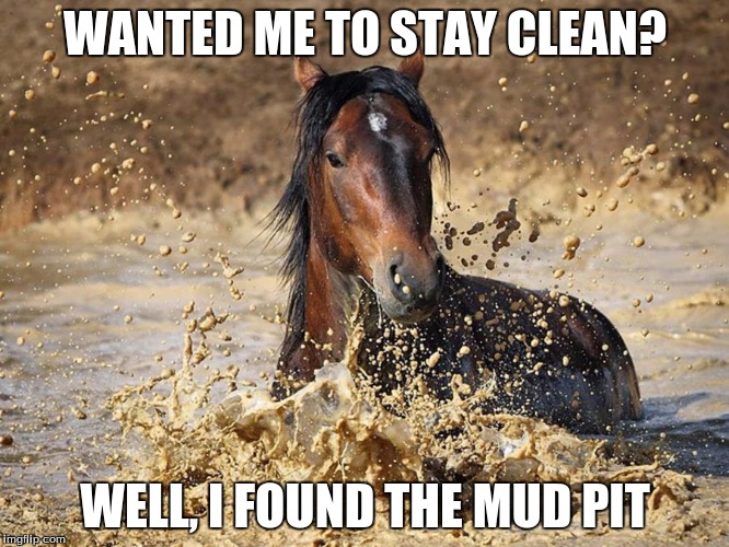 Seriously Horse? | WANTED ME TO STAY CLEAN? WELL, I FOUND THE MUD PIT | image tagged in memes,horse | made w/ Imgflip meme maker
