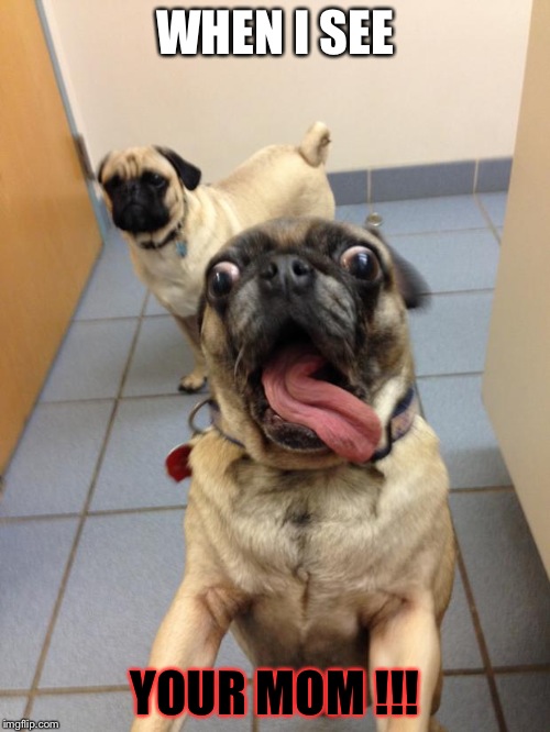 pug love | WHEN I SEE; YOUR MOM !!! | image tagged in pug love | made w/ Imgflip meme maker