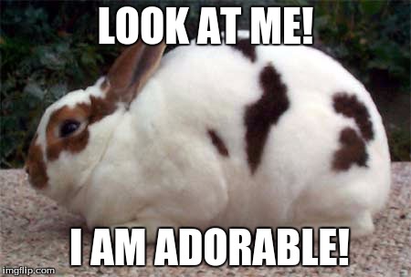 LOOK AT ME! I AM ADORABLE! | image tagged in mini rex rabbit | made w/ Imgflip meme maker