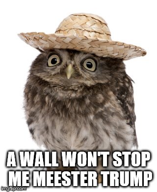 sombrero owl | A WALL WON'T STOP ME MEESTER TRUMP | image tagged in sombrero owl | made w/ Imgflip meme maker