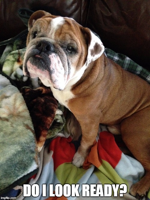 Mr. Brutus is ready | DO I LOOK READY? | image tagged in bulldogs | made w/ Imgflip meme maker
