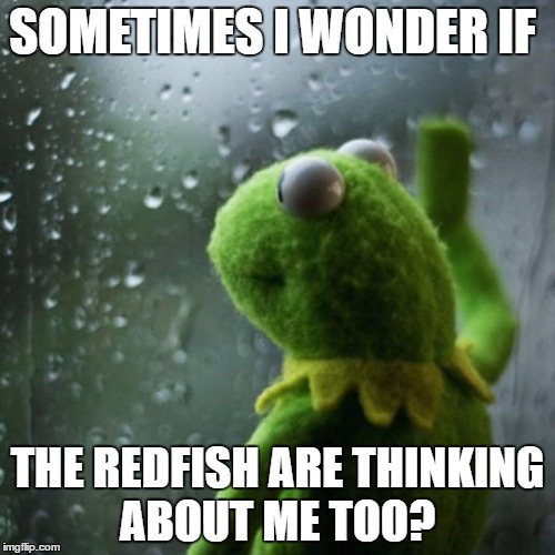 sometimes I wonder  | SOMETIMES I WONDER IF; THE REDFISH ARE THINKING ABOUT ME TOO? | image tagged in sometimes i wonder | made w/ Imgflip meme maker