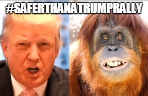 Donald trump is an orangutan | #SAFERTHANATRUMPRALLY | image tagged in donald trump is an orangutan | made w/ Imgflip meme maker