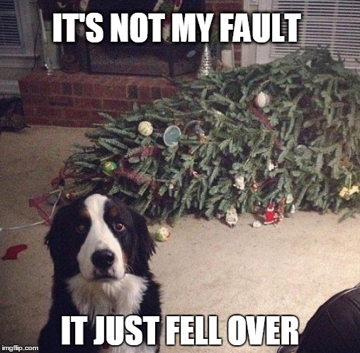 innocent dog | IT'S NOT MY FAULT; IT JUST FELL OVER | image tagged in innocent dog | made w/ Imgflip meme maker