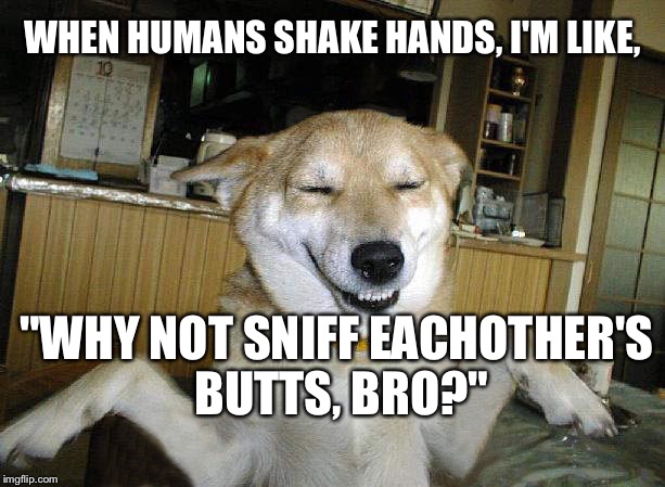 The Rise of "10 Dog" Has Begun: | WHEN HUMANS SHAKE HANDS, I'M LIKE, "WHY NOT SNIFF EACHOTHER'S BUTTS, BRO?" | image tagged in 10 dog,memes,funny animals,weed | made w/ Imgflip meme maker