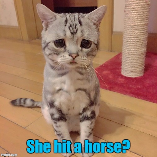 She hit a horse? | made w/ Imgflip meme maker