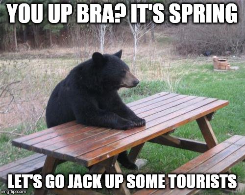 Bad Luck Bear | YOU UP BRA? IT'S SPRING; LET'S GO JACK UP SOME TOURISTS | image tagged in memes,bad luck bear | made w/ Imgflip meme maker