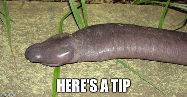 Tip the Bad Pun Eel or Snake | HERE'S A TIP | image tagged in bad pun eel,snake,funny animals,bad puns,memes,bad joke eel | made w/ Imgflip meme maker