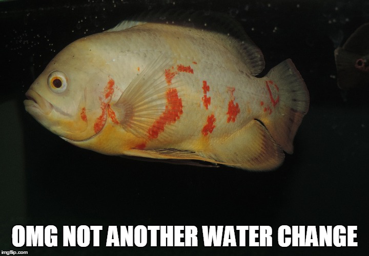 OMG Not another water change | OMG NOT ANOTHER WATER CHANGE | image tagged in oscars,fish | made w/ Imgflip meme maker