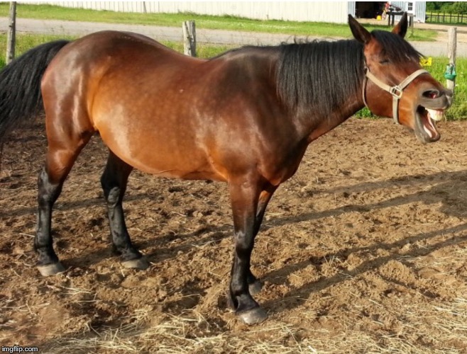 LAUGHING HORSE | G | image tagged in laughing horse | made w/ Imgflip meme maker