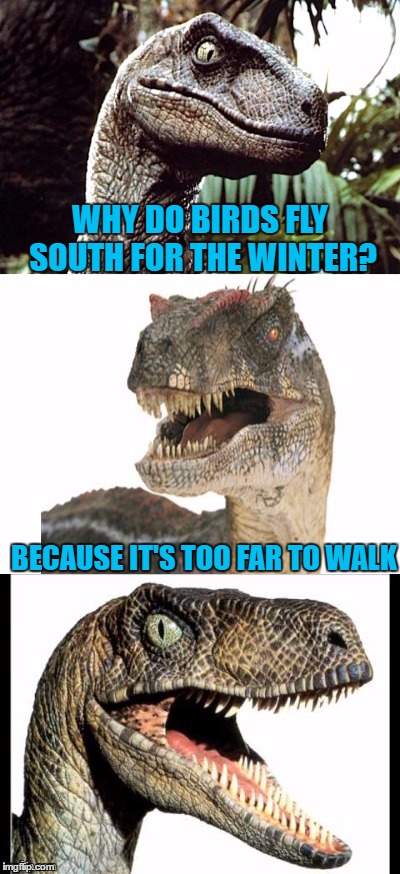Bad Pun Velociraptor | WHY DO BIRDS FLY SOUTH FOR THE WINTER? BECAUSE IT'S TOO FAR TO WALK | image tagged in bad pun velociraptor | made w/ Imgflip meme maker
