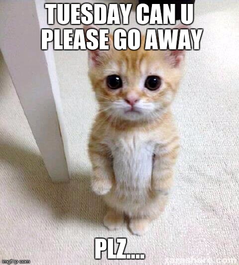 Cute Cat Meme | TUESDAY CAN U PLEASE GO AWAY; PLZ.... | image tagged in memes,cute cat | made w/ Imgflip meme maker