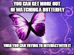 Purple Butterfly | YOU CAN GET MORE OUT OF WATCHING A BUTTERFLY; THAN YOU CAN TRYING TO INTERACT WITH IT | image tagged in purple butterfly | made w/ Imgflip meme maker