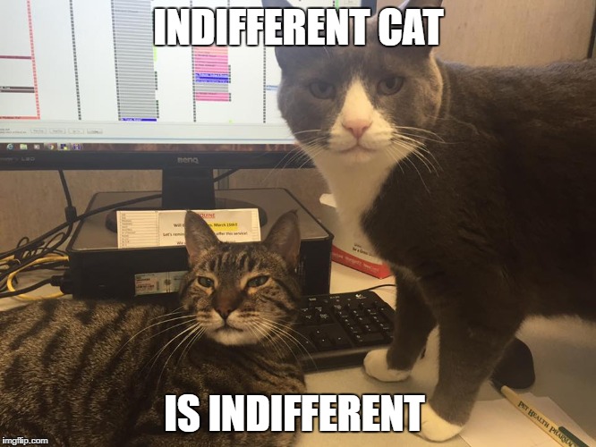 indifferent cat | INDIFFERENT CAT; IS INDIFFERENT | image tagged in indifferent cat,cat | made w/ Imgflip meme maker