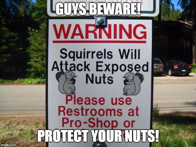 GUYS BEWARE! PROTECT YOUR NUTS! | image tagged in squirrel,squirrels,nuts | made w/ Imgflip meme maker