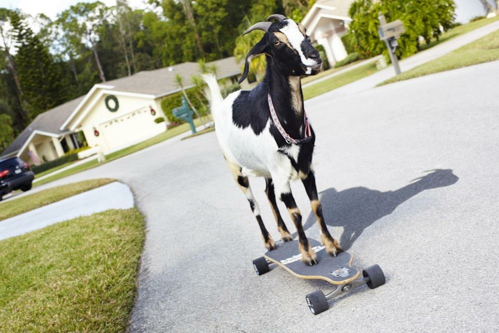 High Quality Skate goat Blank Meme Template