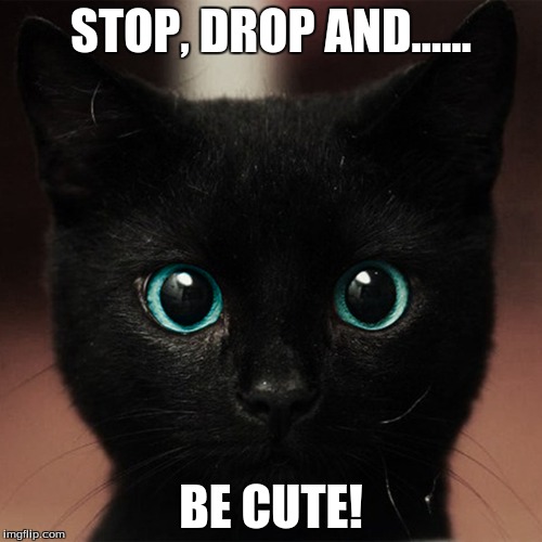 Be CUTE! | STOP, DROP AND...... BE CUTE! | image tagged in kitty,cute cat | made w/ Imgflip meme maker