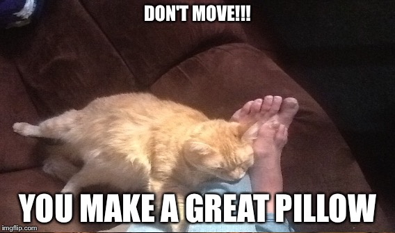 Pillow  | DON'T MOVE!!! YOU MAKE A GREAT PILLOW | image tagged in dont | made w/ Imgflip meme maker