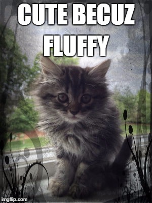CUTE BECUZ; FLUFFY | image tagged in cutebecuzfluffy,cute,fluffy,cat,kitten,kitty | made w/ Imgflip meme maker