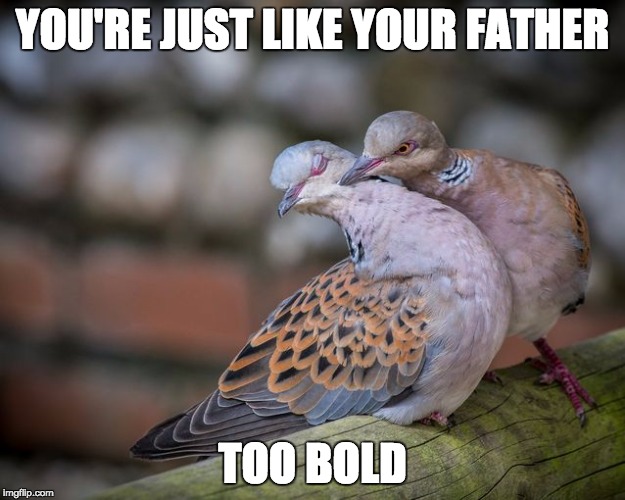 Cold Shoulder Pigeon | YOU'RE JUST LIKE YOUR FATHER; TOO BOLD | image tagged in memes,funny,spring,love | made w/ Imgflip meme maker