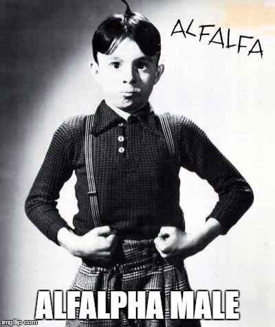 ALFALPHA MALE | image tagged in alfalfa | made w/ Imgflip meme maker